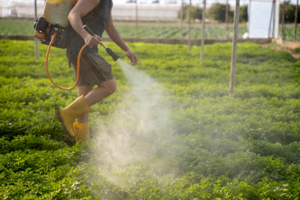 Best Mosquito Control Services  in Bellair Meadowbrook Terrace, FL