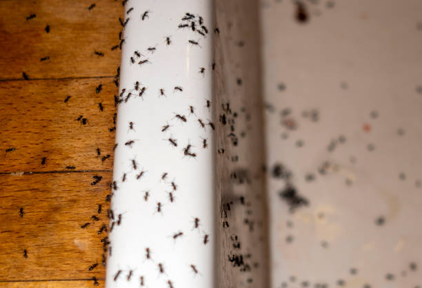 Best Wildlife Control Services  in Bellair Meadowbrook Terrace, FL