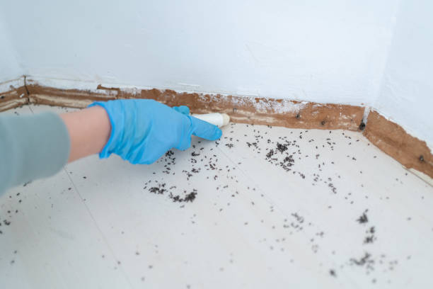 Best Exterminator Services  in Bellair Meadowbrook Terrace, FL
